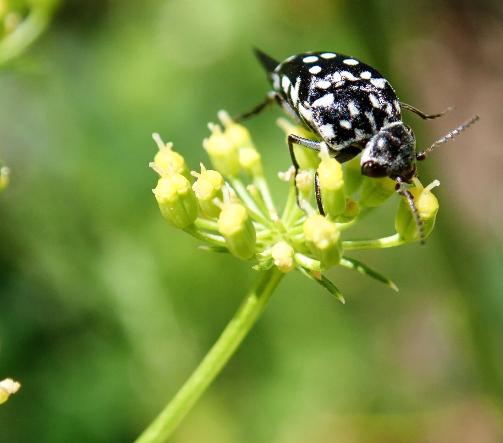 Olympus TG-5 sample photo. Insect, beetle, spotted photography
