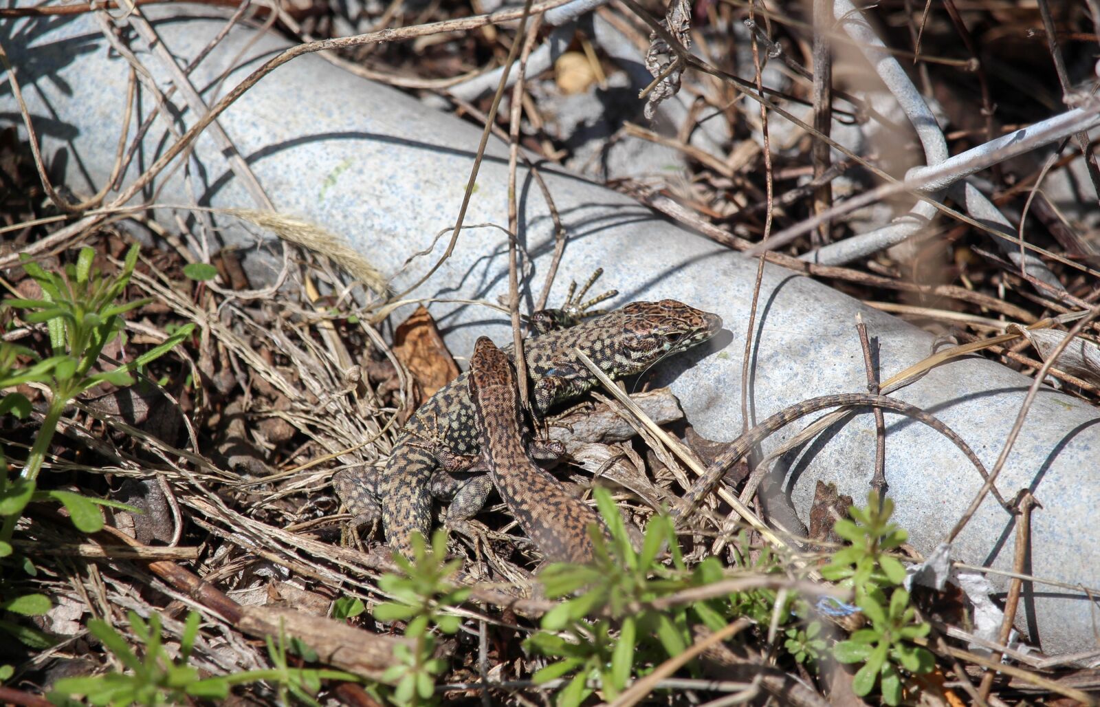 Canon EOS 700D (EOS Rebel T5i / EOS Kiss X7i) sample photo. Nature, wildlife, wood photography