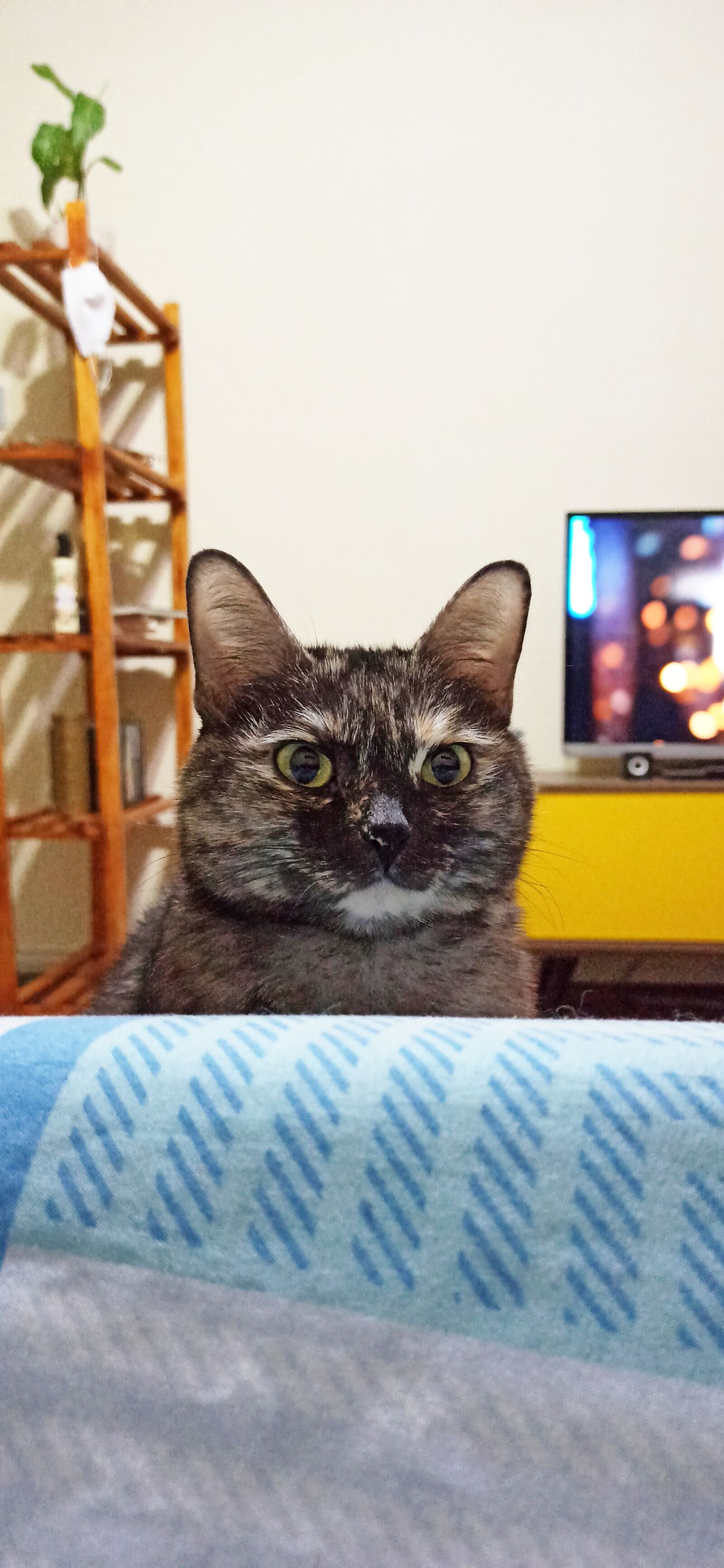 Xiaomi Redmi Note 8 Pro sample photo. Cat, yellow, brown photography