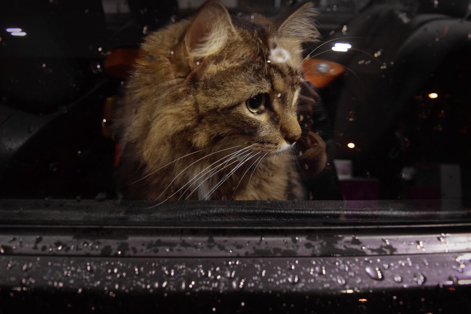 Nikon D3300 sample photo. Cat, window, car photography