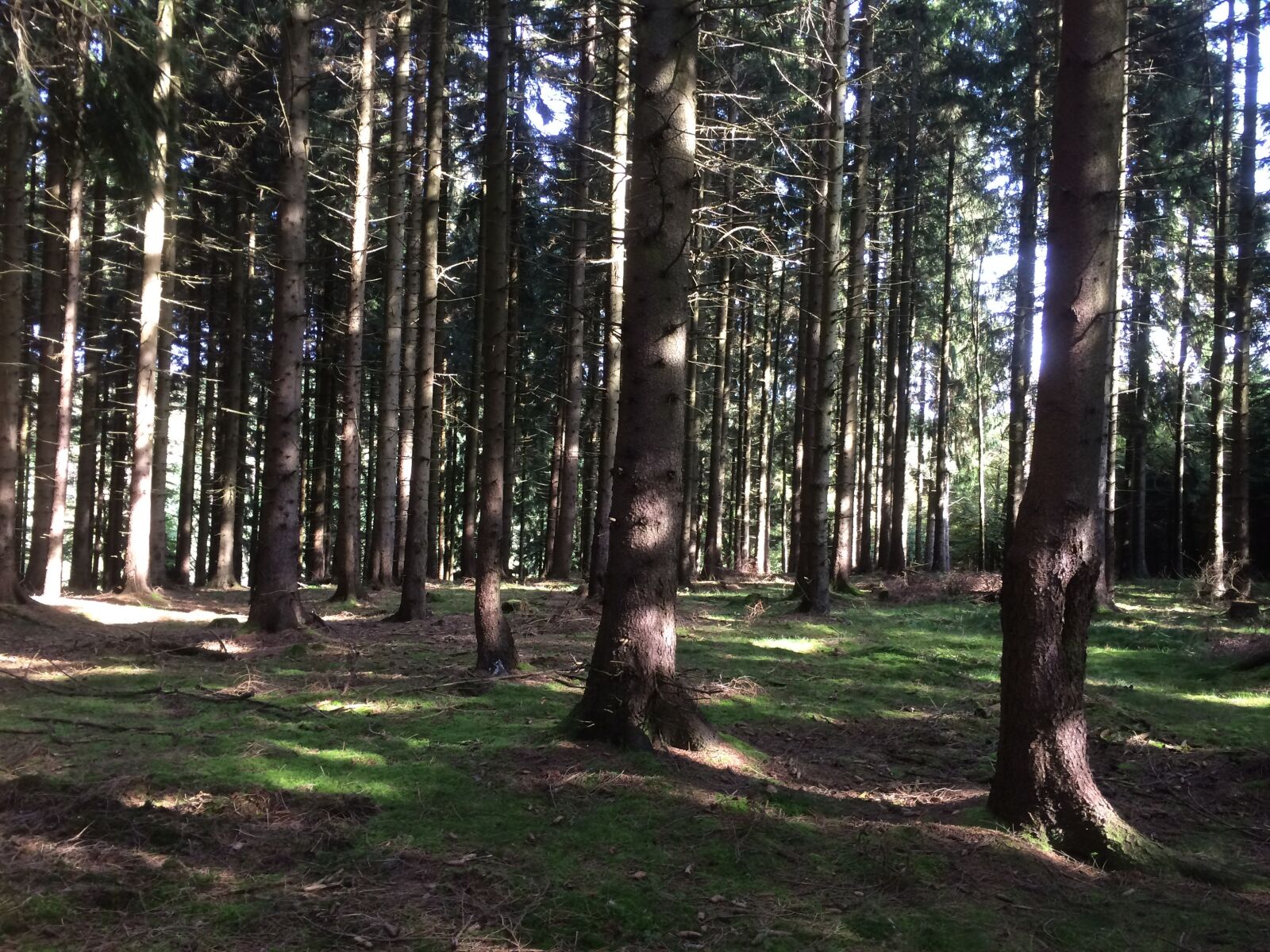 iPhone 5s back camera 4.12mm f/2.2 sample photo. Forest, trees, resin photography
