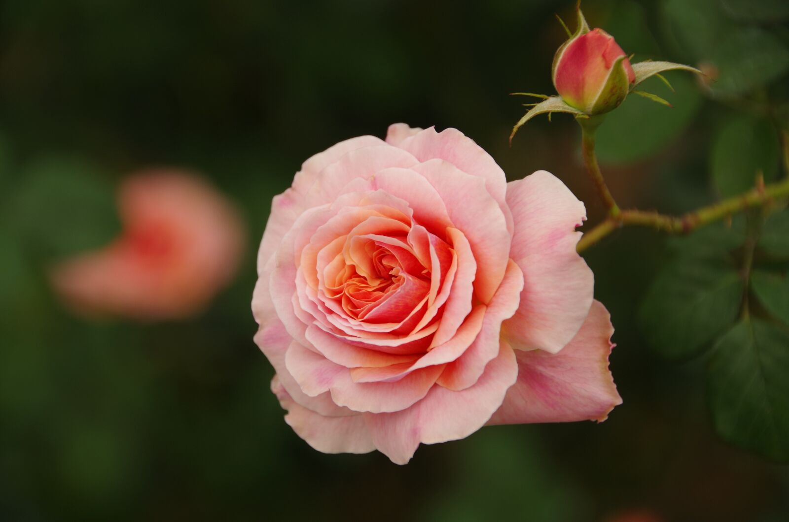 Pentax K-50 sample photo. Flowers and plants, pink photography