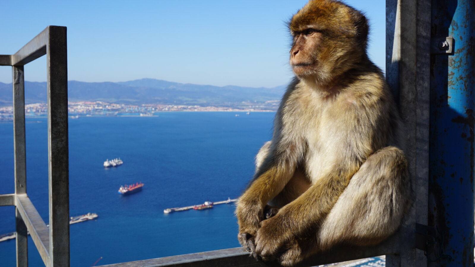 Sony a6000 sample photo. England, focus, gibraltar, monkey photography