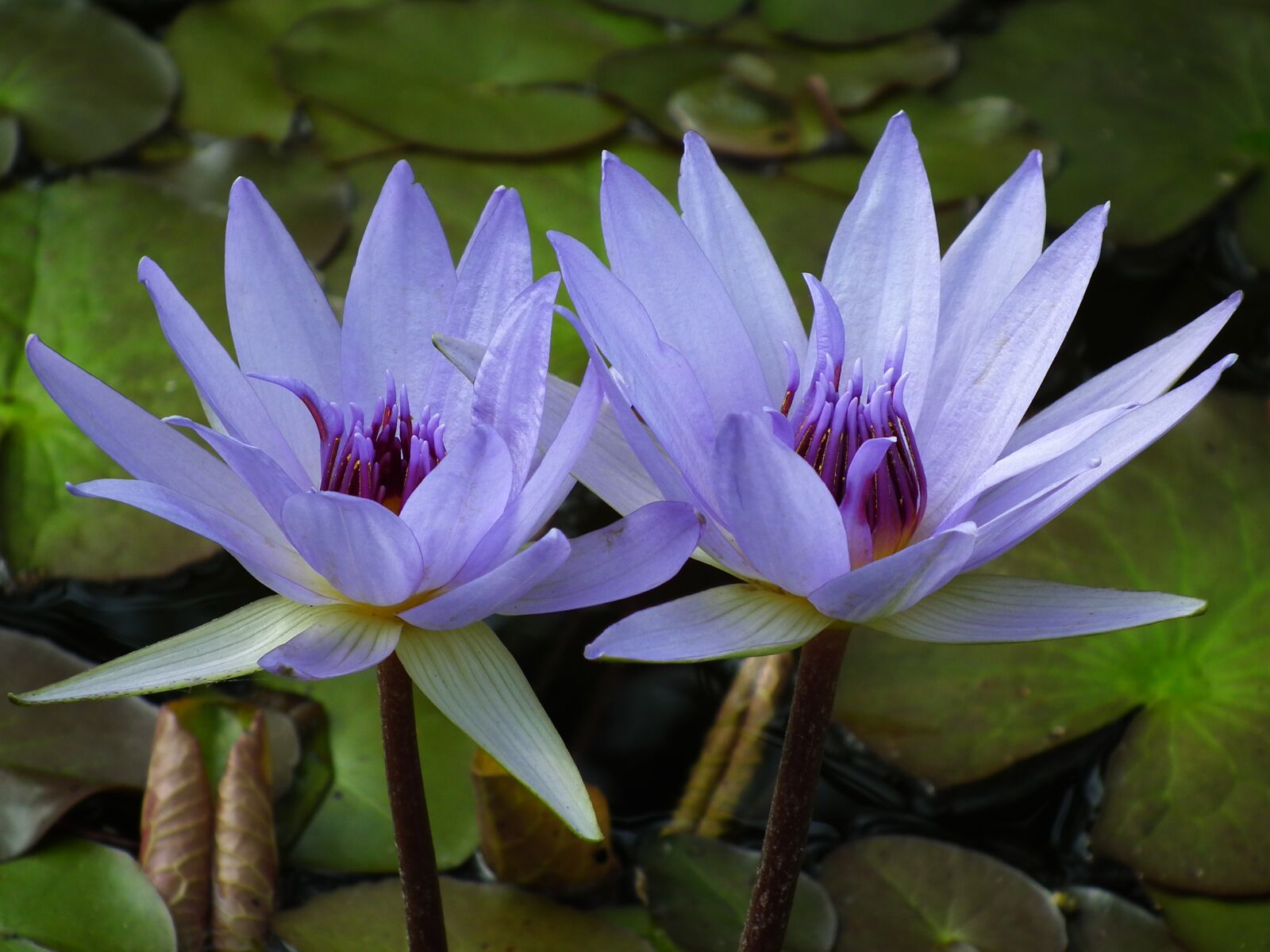 FujiFilm FinePix HS10 (FinePix HS11) sample photo. Water lily, zen, meditation photography