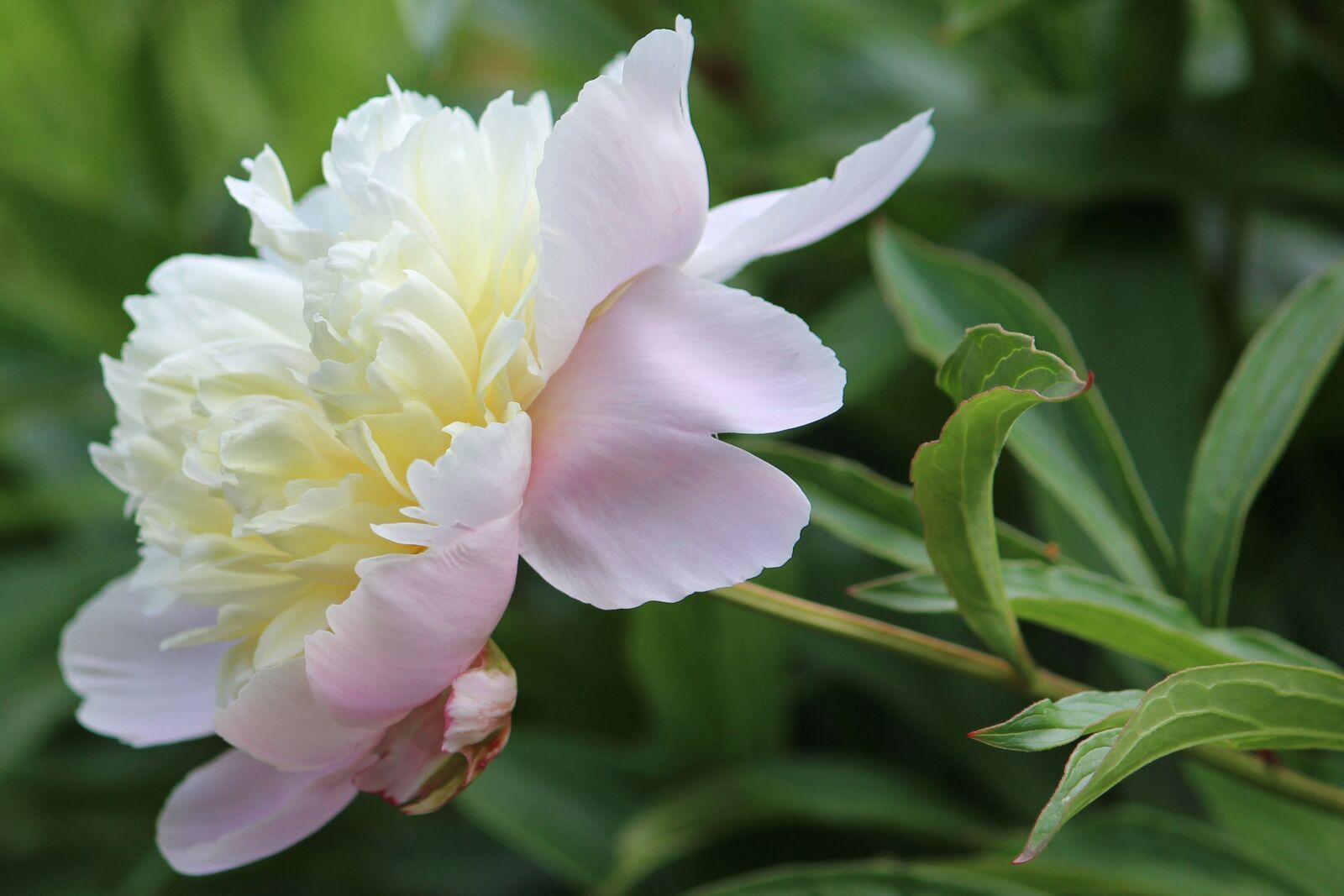 Canon EF-S 55-250mm F4-5.6 IS II sample photo. Peony, white, blossom photography