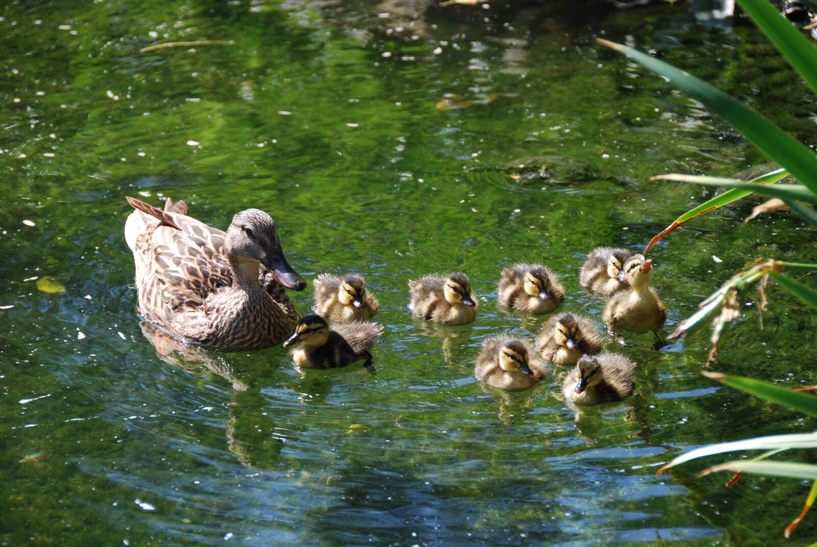 Nikon D60 sample photo. Duck, chicks, ducklings photography