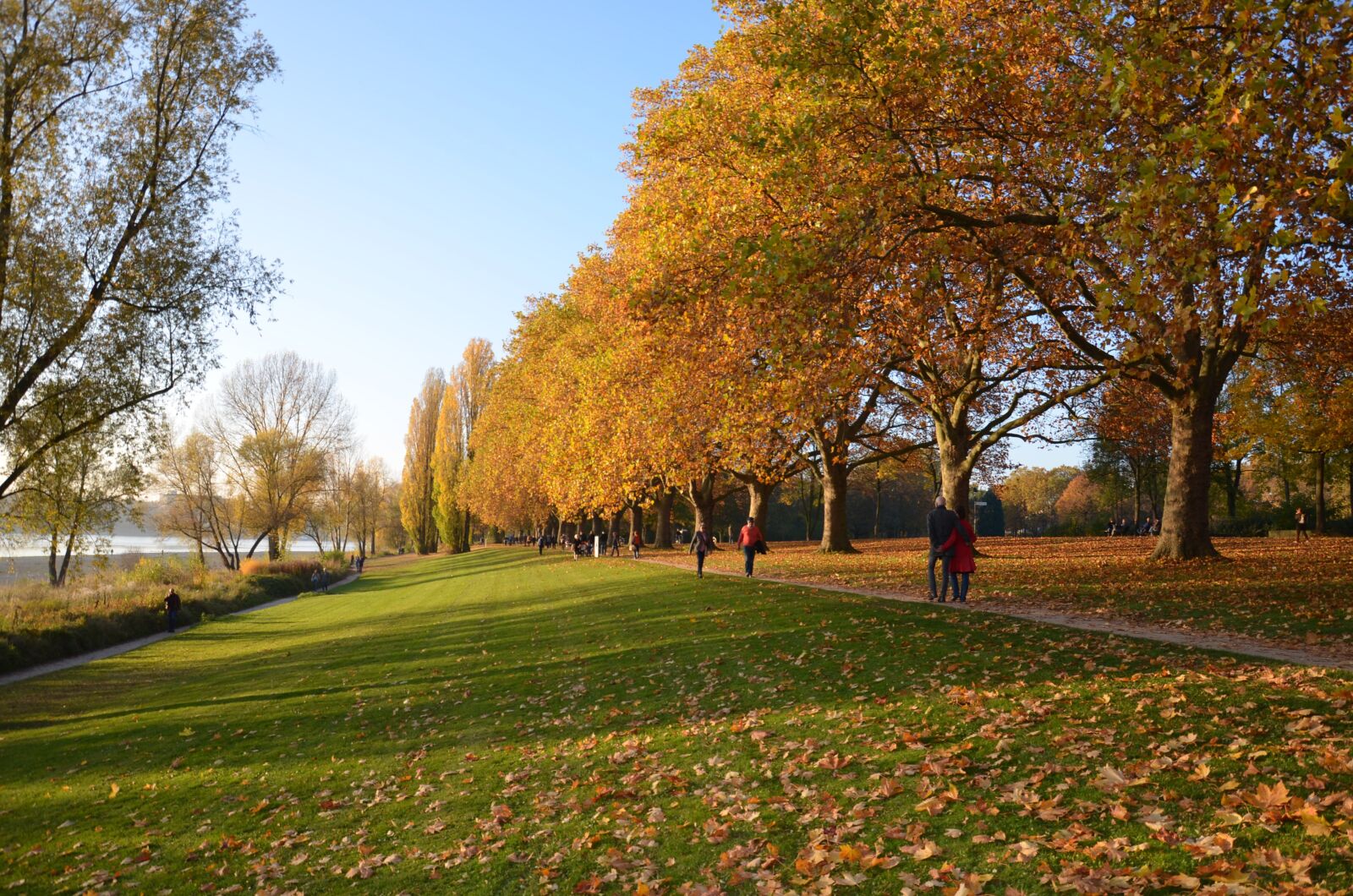 Nikon D5100 sample photo. Herbst, rhein, wasser photography
