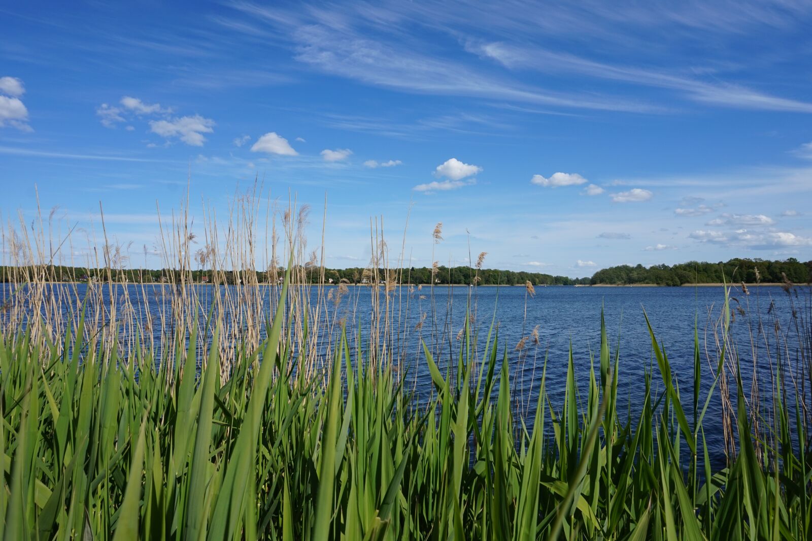 Sony Alpha a5000 (ILCE 5000) sample photo. Lake, water, reed photography