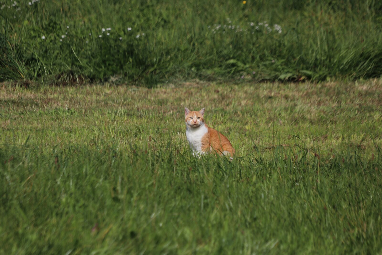 18-300mm F3.5-6.3 DC MACRO OS HSM | Contemporary 014 sample photo. Cat, field, grass photography