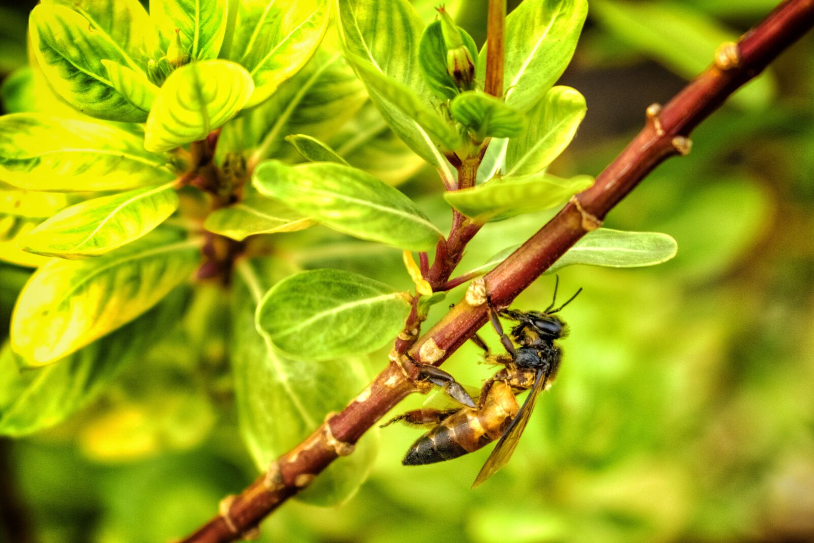 Nikon D3400 sample photo. Bee, yellow, branch photography