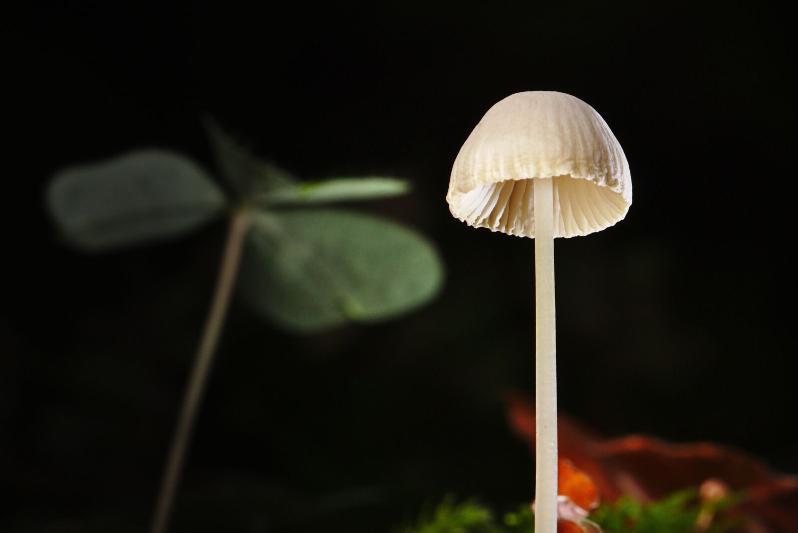 Canon EOS M5 sample photo. Mushroom, macro, autumn photography