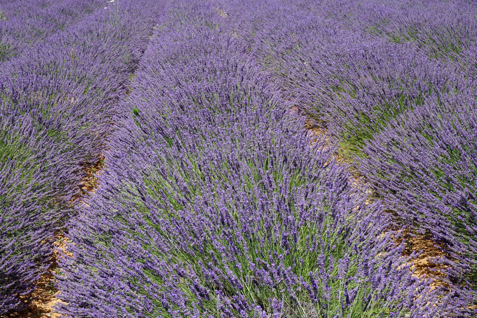 Sony a6000 sample photo. Lavender, provence, lavandin photography