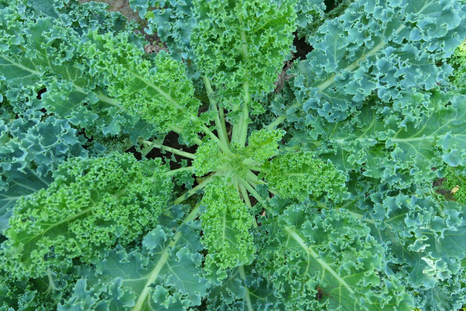 Panasonic Lumix DMC-LX10 (Lumix DMC-LX15) sample photo. Kale, a vegetable, garden photography