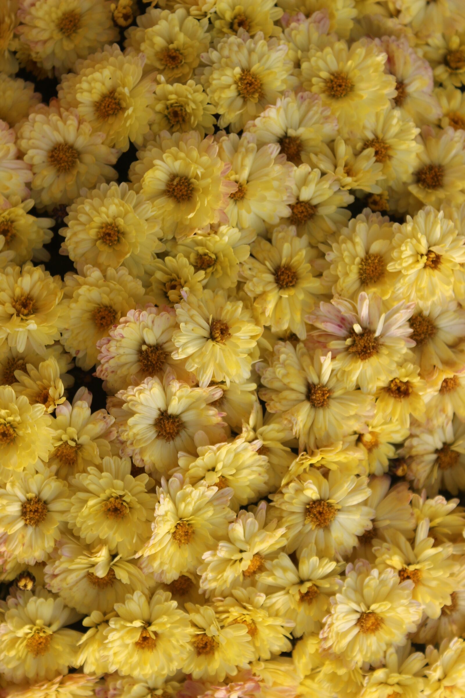 Canon EF-S 18-55mm F3.5-5.6 IS II sample photo. Chrysanthemums, yellow flowers, flower photography