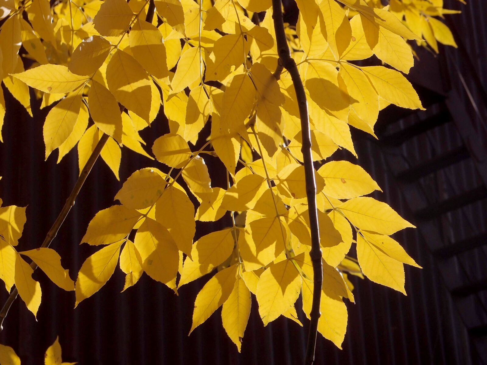 Olympus XZ-1 sample photo. Autumn, foliage, leaves photography