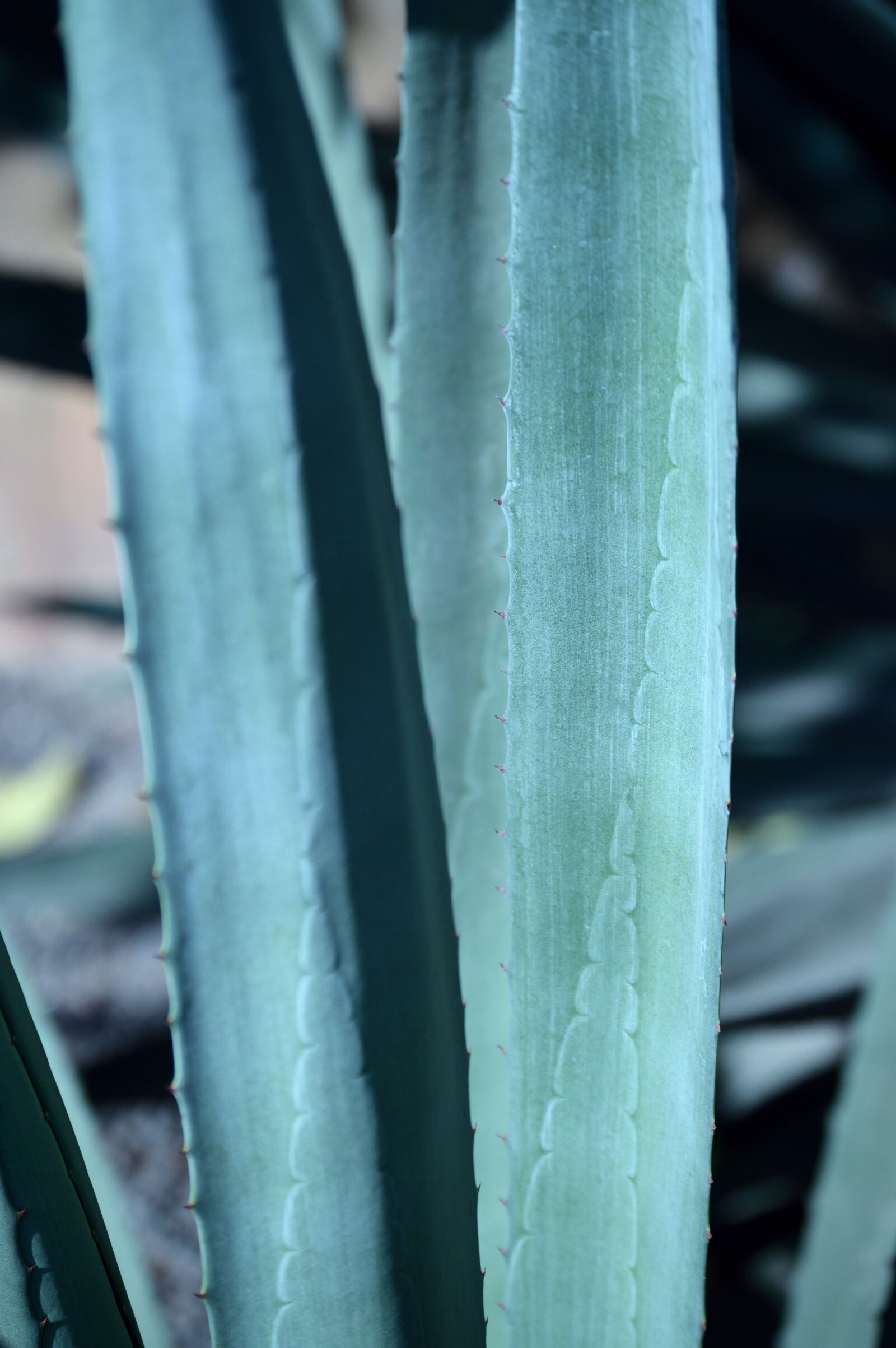 Nikon D3200 sample photo. Park, outdoors, agave photography