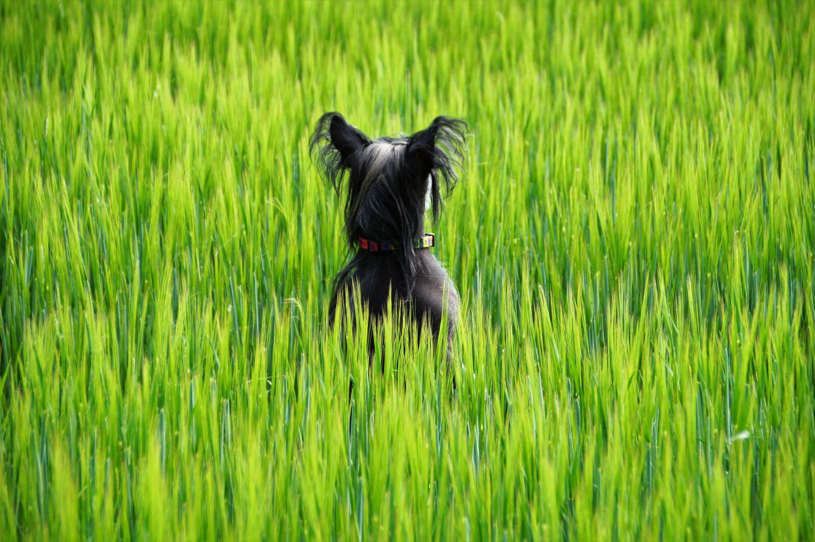 Sony SLT-A58 sample photo. Dog, field, green grain photography