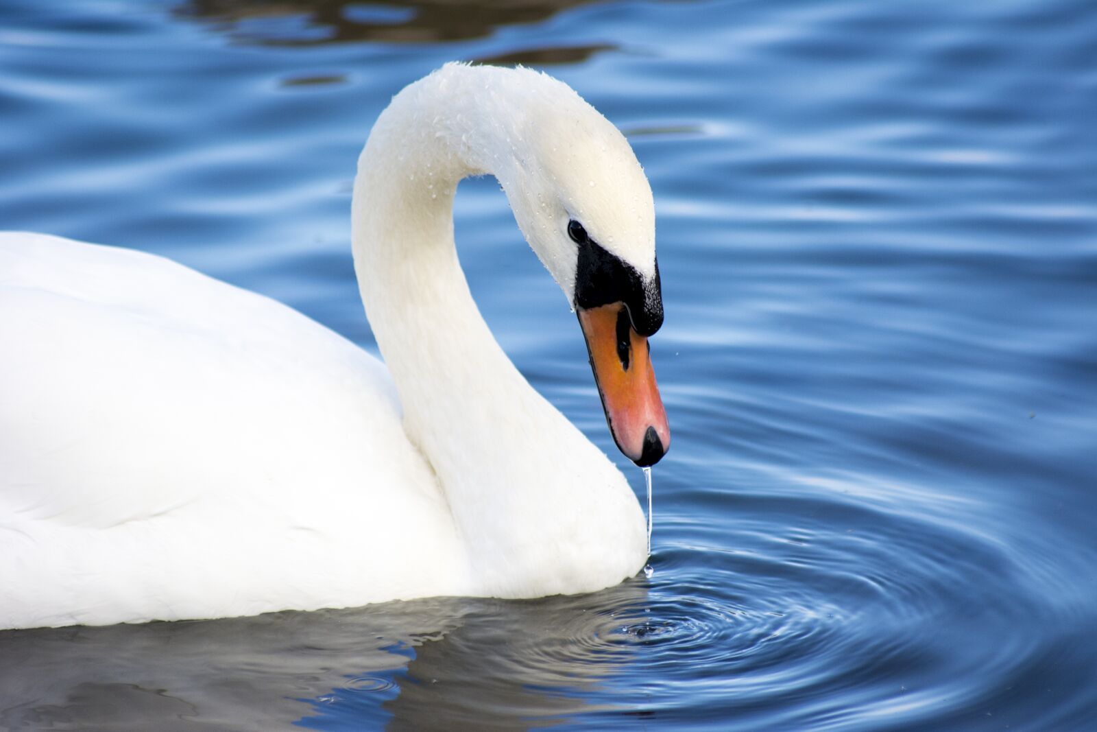 Nikon D5200 sample photo. Swan, close up, wildlife photography