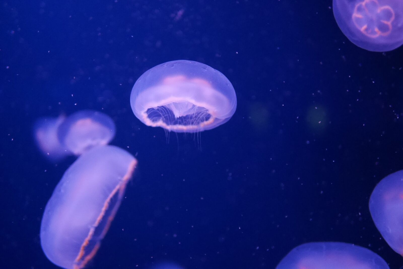 Panasonic Lumix DMC-GM1 sample photo. Aquarium, jellyfish, sea photography