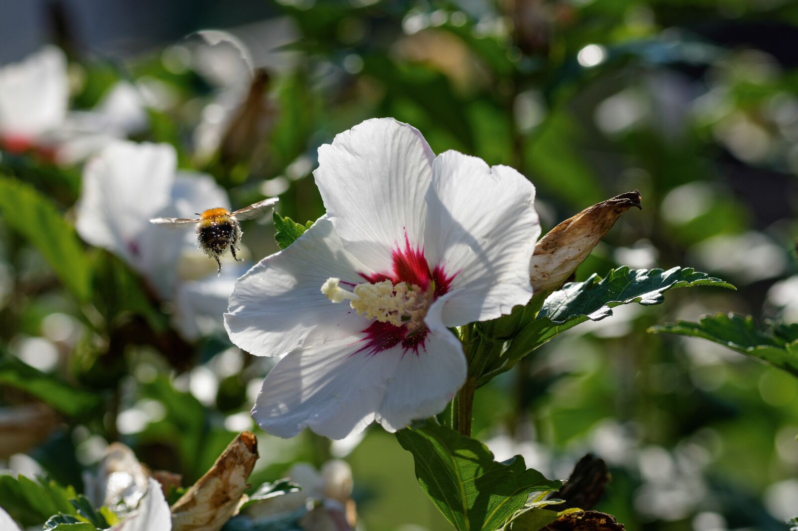 Nikon D7200 sample photo. Pollen, hummel, pollination photography