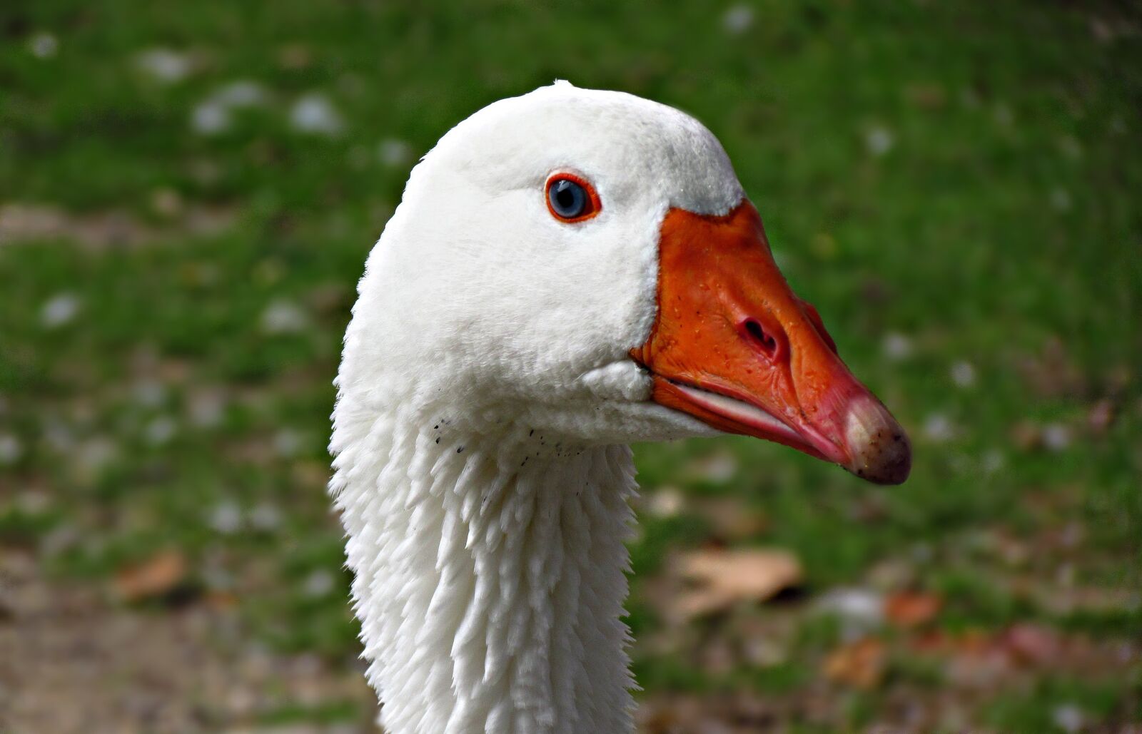 Canon PowerShot SX30 IS sample photo. Goose, beak, bird photography