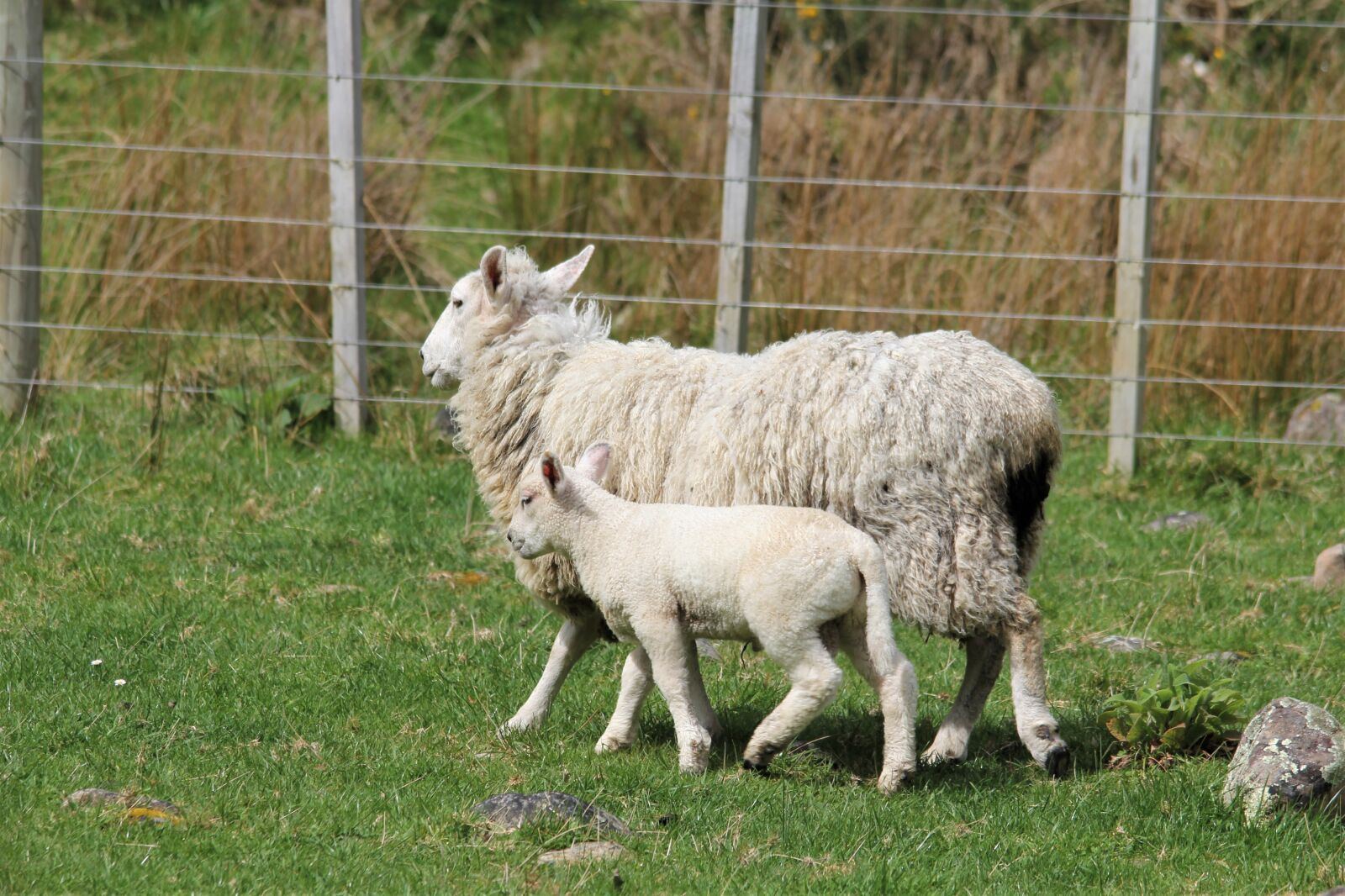 Canon EOS 60D sample photo. Sheep, ewe, lamb photography