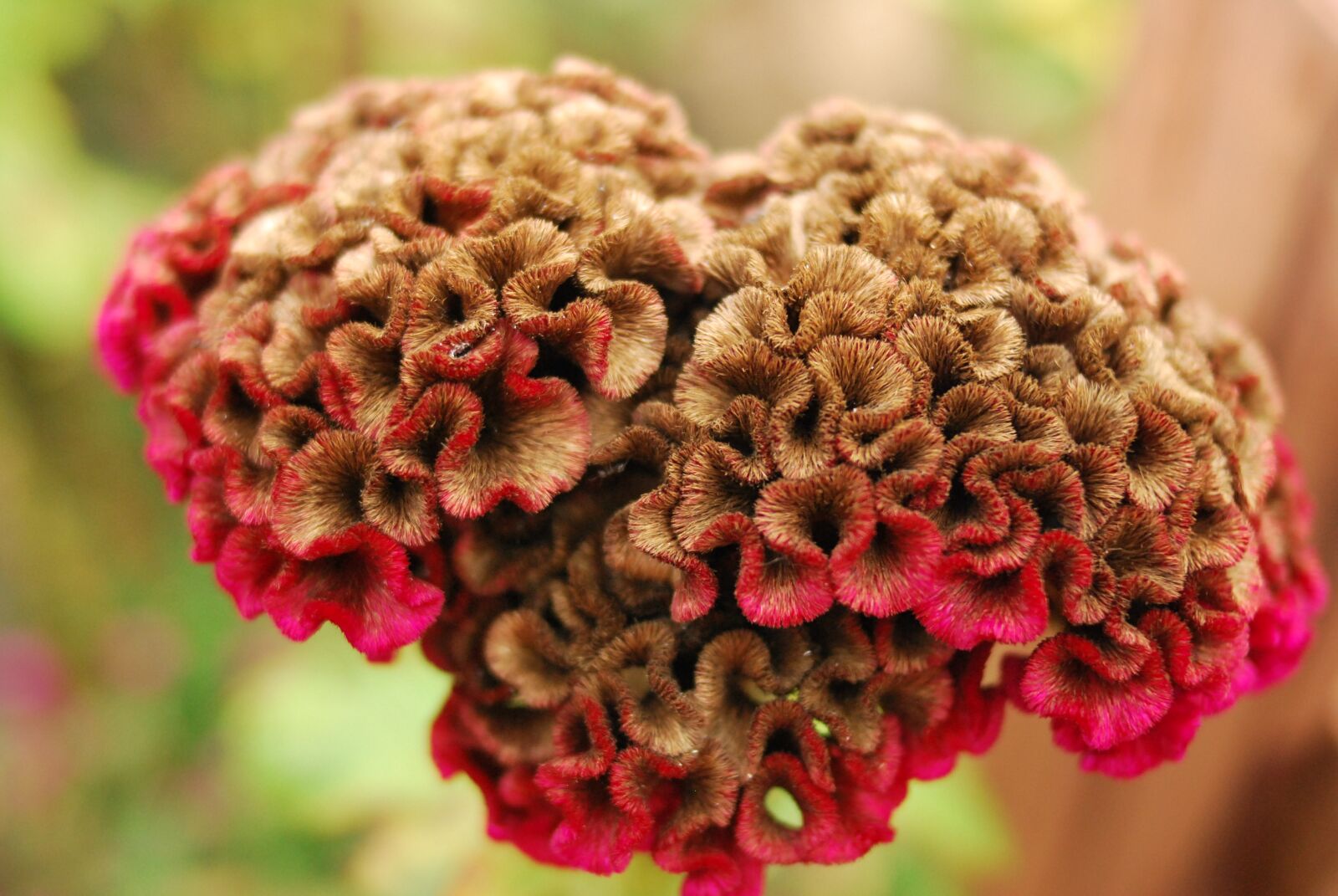 Nikon D60 sample photo. Flowers, bunga, merah photography