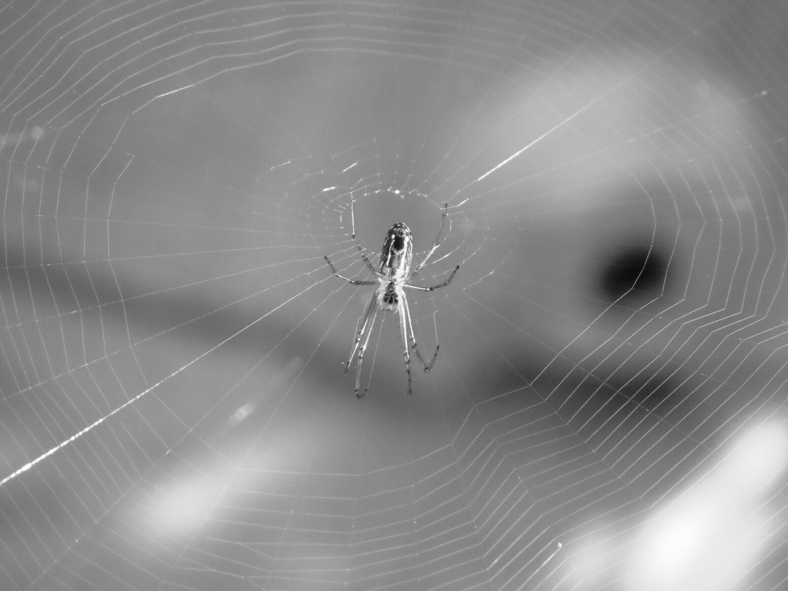 Canon PowerShot SX50 HS sample photo. Nature, insects, colombia photography