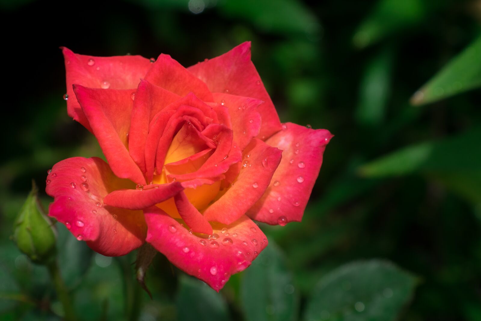 Nikon D3300 sample photo. Rose, flower, garden photography