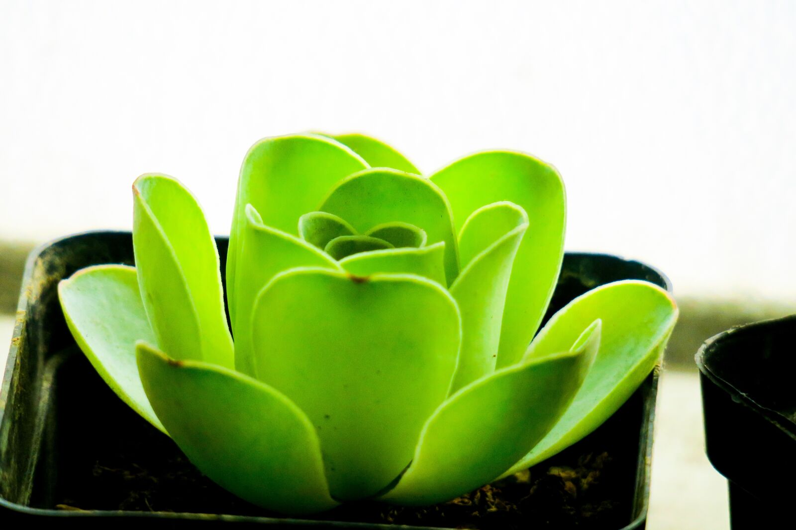 Canon PowerShot G3 X sample photo. Hong kong, plant, petal photography