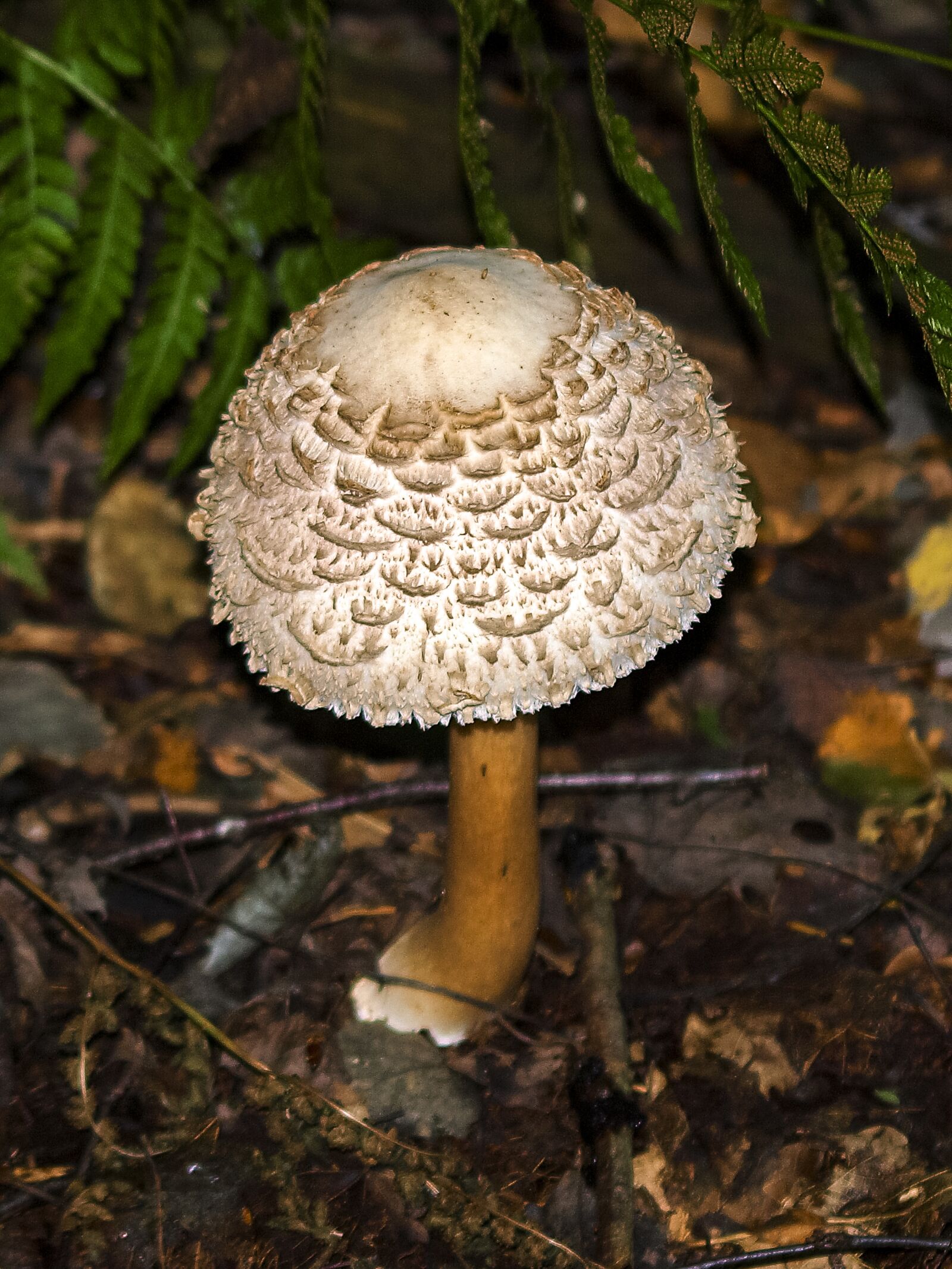 Olympus E-3 sample photo. Mushroom, forest, autumn photography