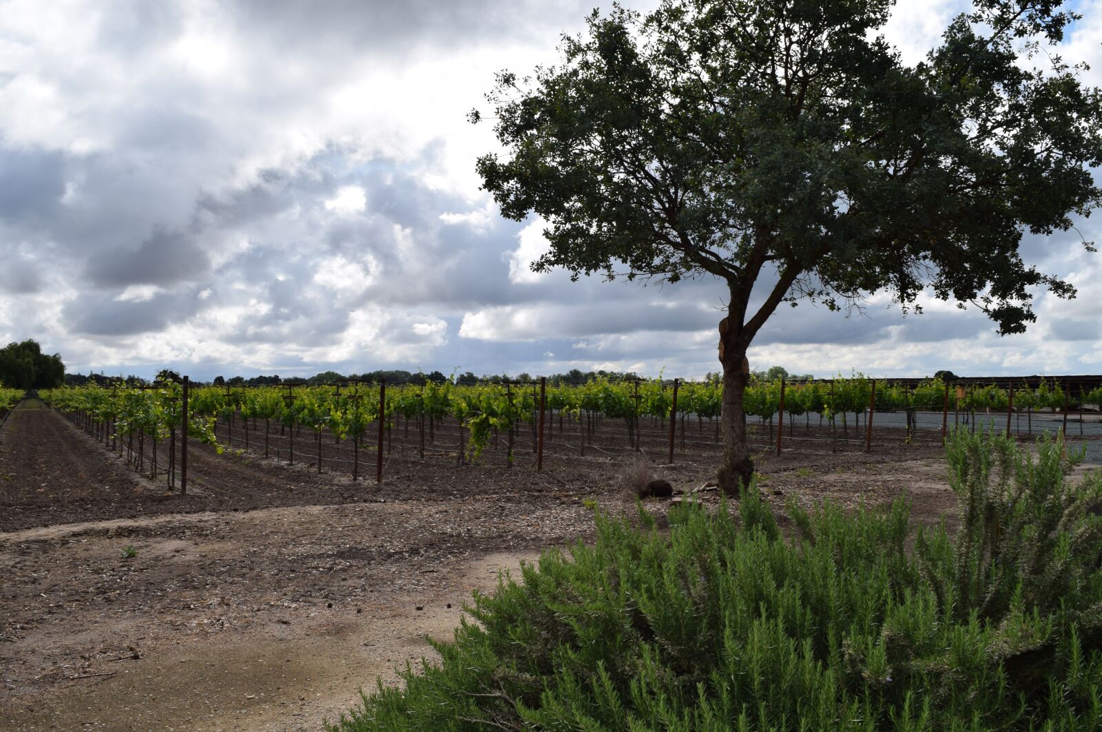 Nikon D5300 sample photo. Vineyard, grapevine, grape photography