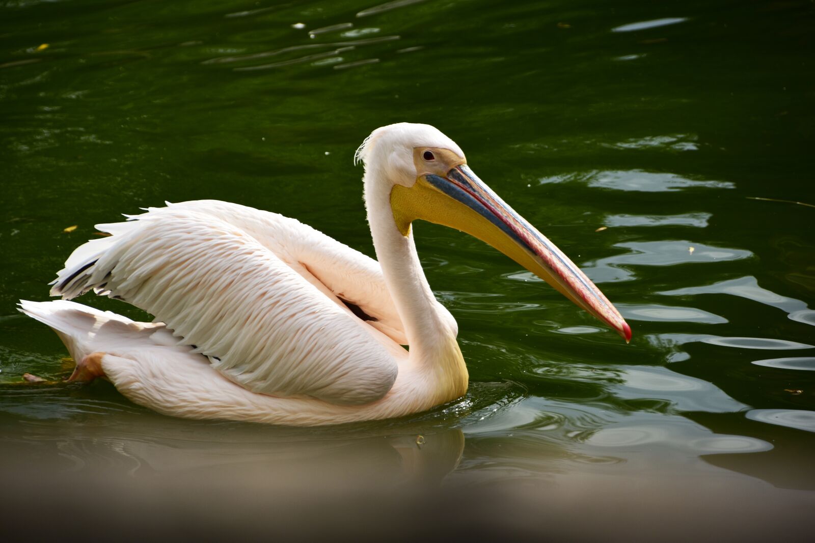 Nikon D3400 sample photo. Pelican, bird, beak photography