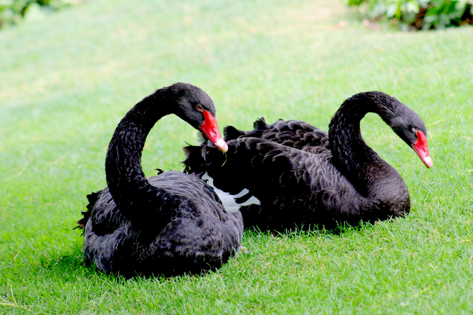 Canon EF 75-300mm f/4-5.6 sample photo. Black, swan, nature, spain photography