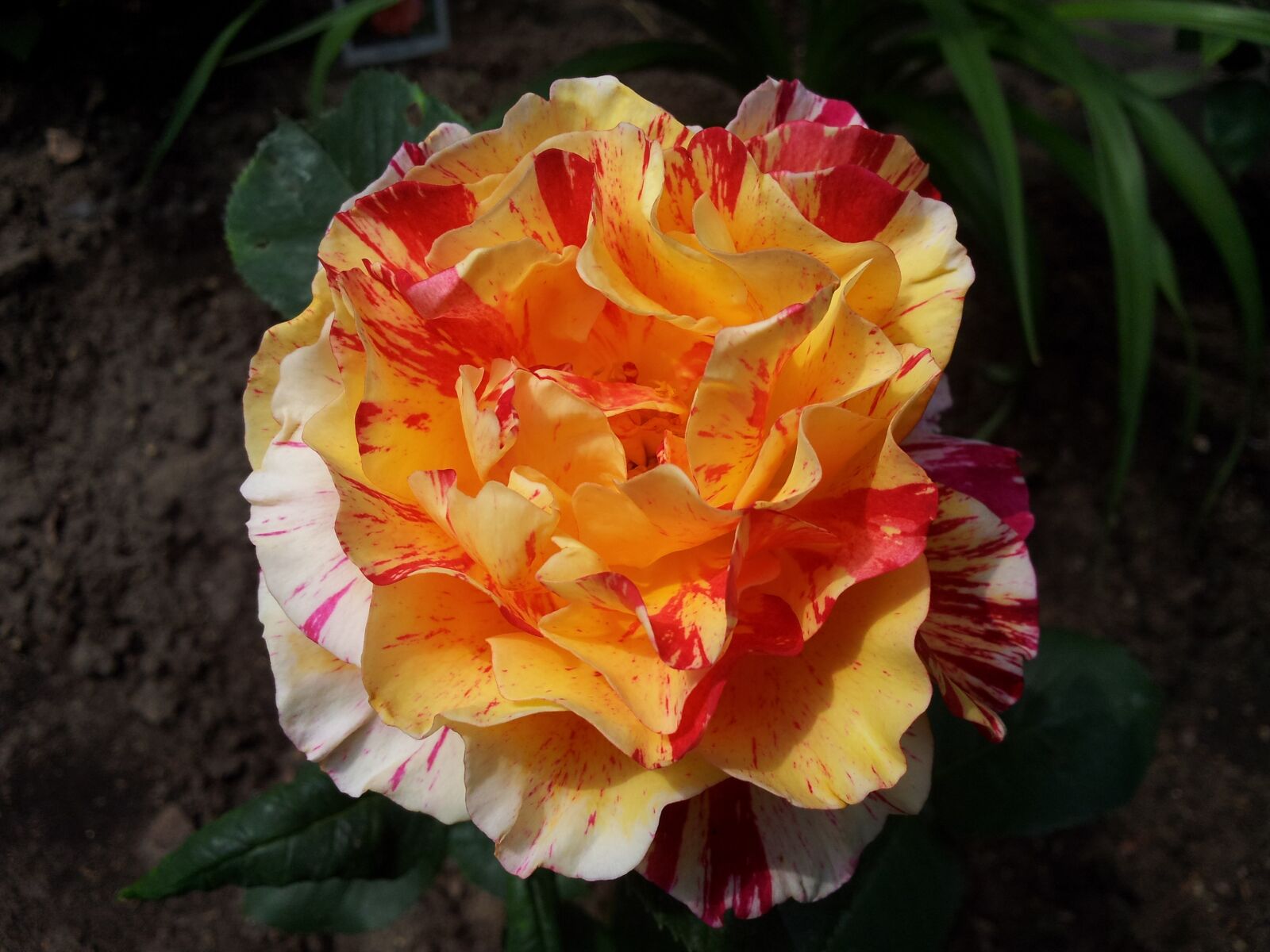 Samsung Galaxy Note sample photo. Roses, garden, summer photography