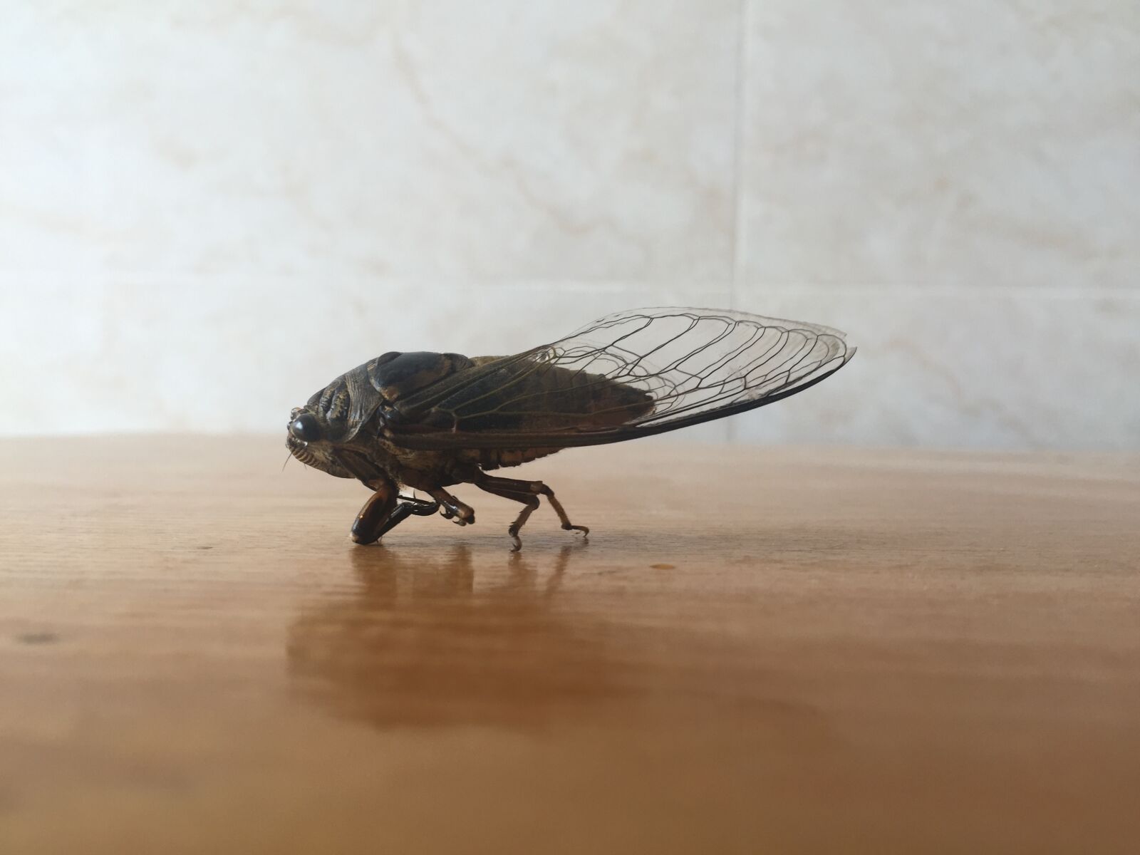Apple iPhone 6 sample photo. Cicada photography