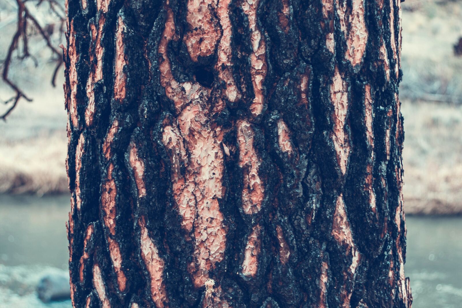 Canon EOS 50D sample photo. Tree bark, cortex, nature photography
