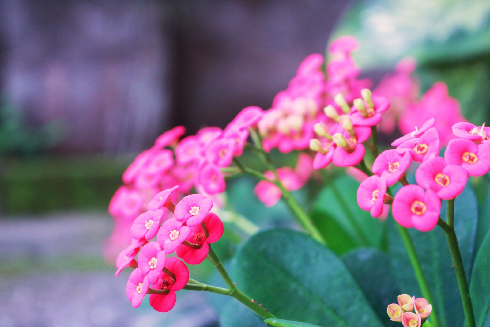 Canon EOS 700D (EOS Rebel T5i / EOS Kiss X7i) sample photo. Spring, flower, floral photography