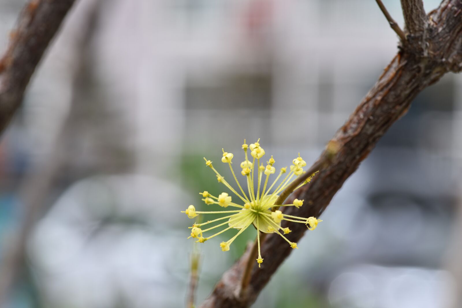 Nikon D810 sample photo. Cornus, spring flowers, flowers photography