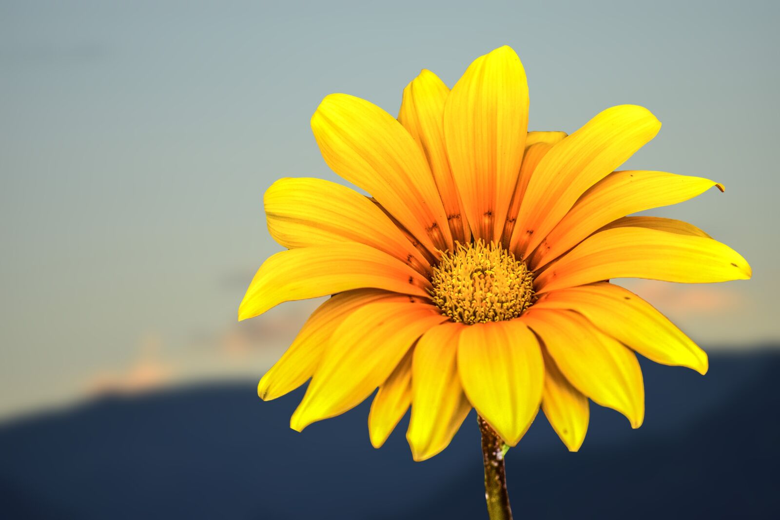 Nikon D3400 sample photo. Flower, daisy, spring photography
