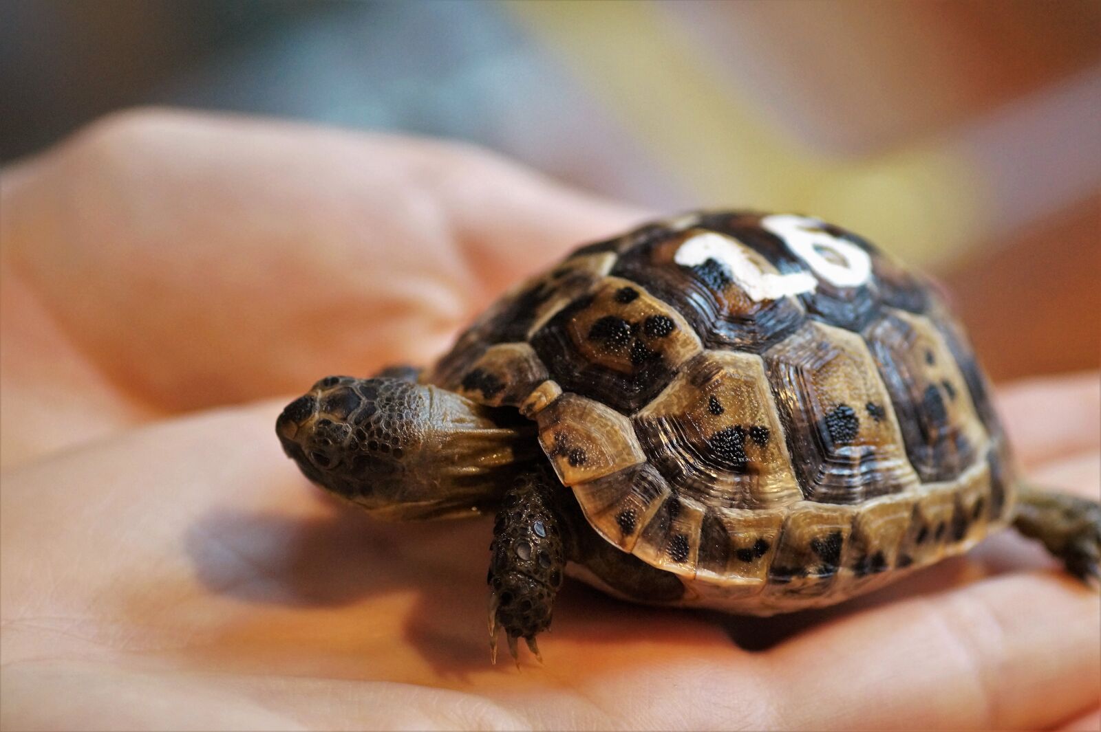 Sony SLT-A58 sample photo. Cub, turtle, little turtle photography