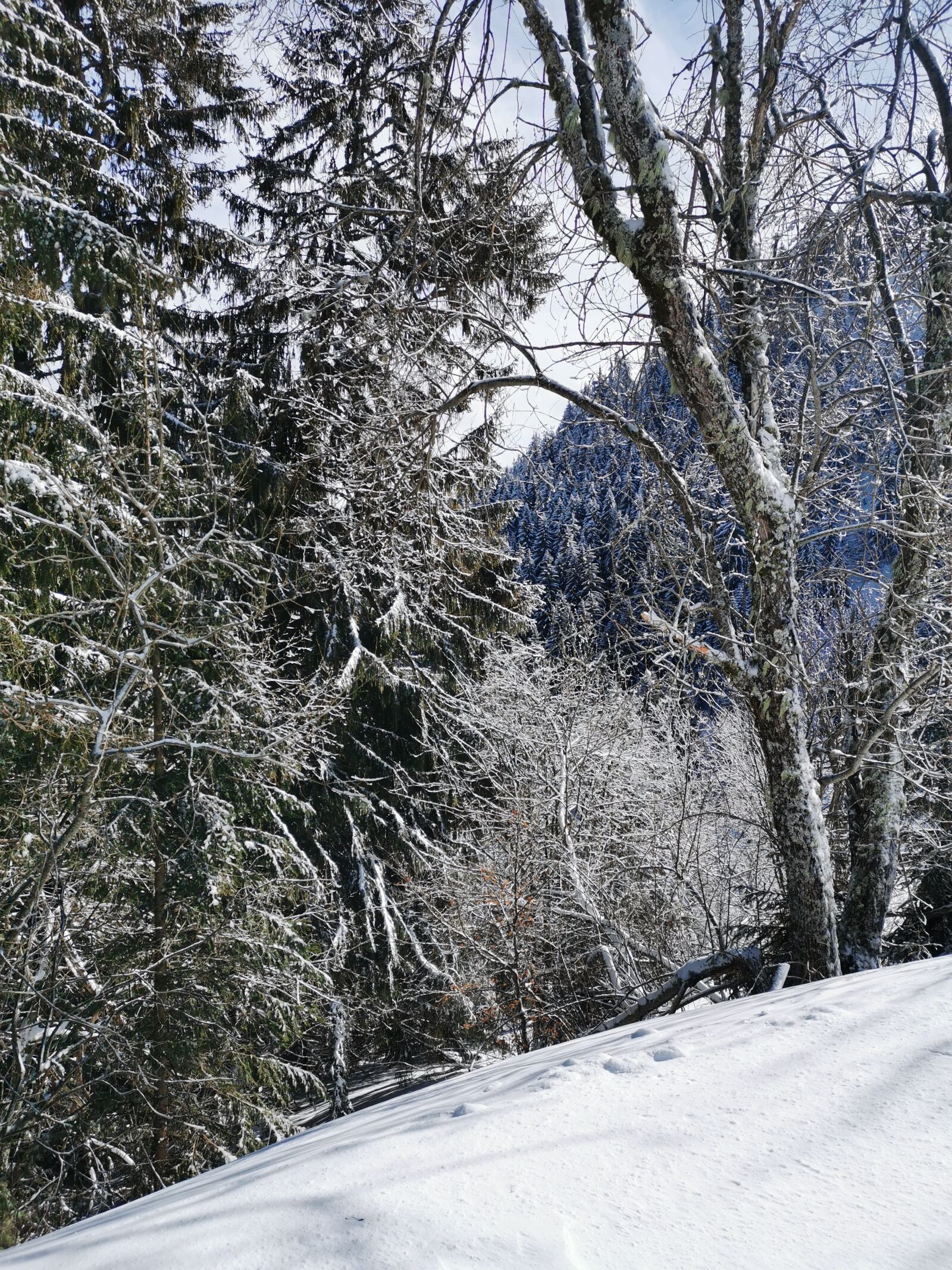 HUAWEI P30 sample photo. Snow, winter, forest photography