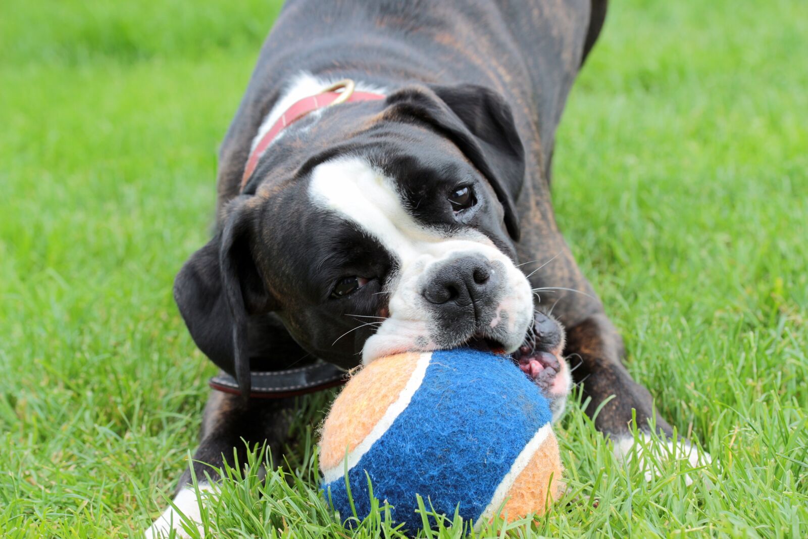 Canon EOS 650D (EOS Rebel T4i / EOS Kiss X6i) sample photo. Dog, boxer, black and photography