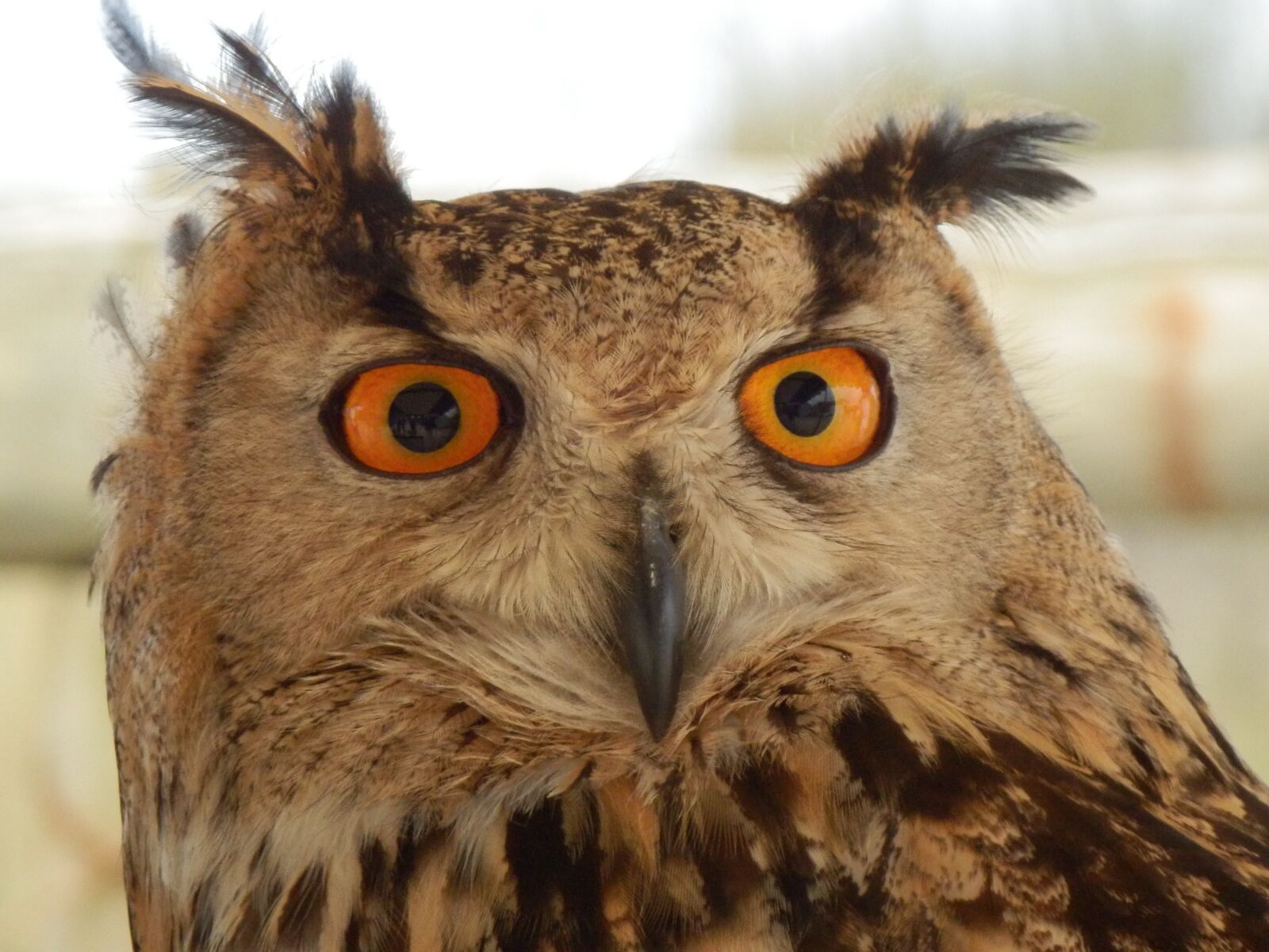 Olympus SZ-31MR sample photo. Owl, eyes, animal photography