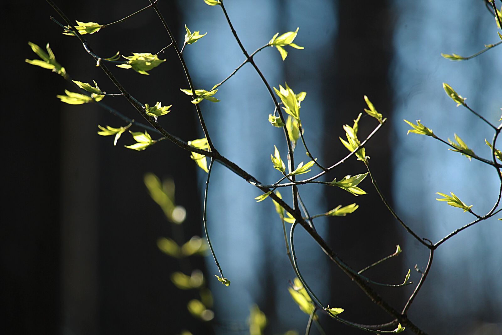 Canon EOS 1200D (EOS Rebel T5 / EOS Kiss X70 / EOS Hi) sample photo. Spring, leaves, branch photography