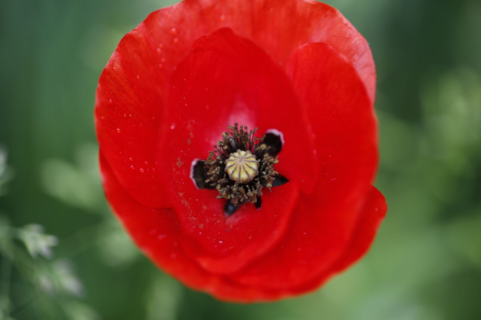 Canon EF 100mm F2.8L Macro IS USM sample photo. Poppy, flower, nature photography