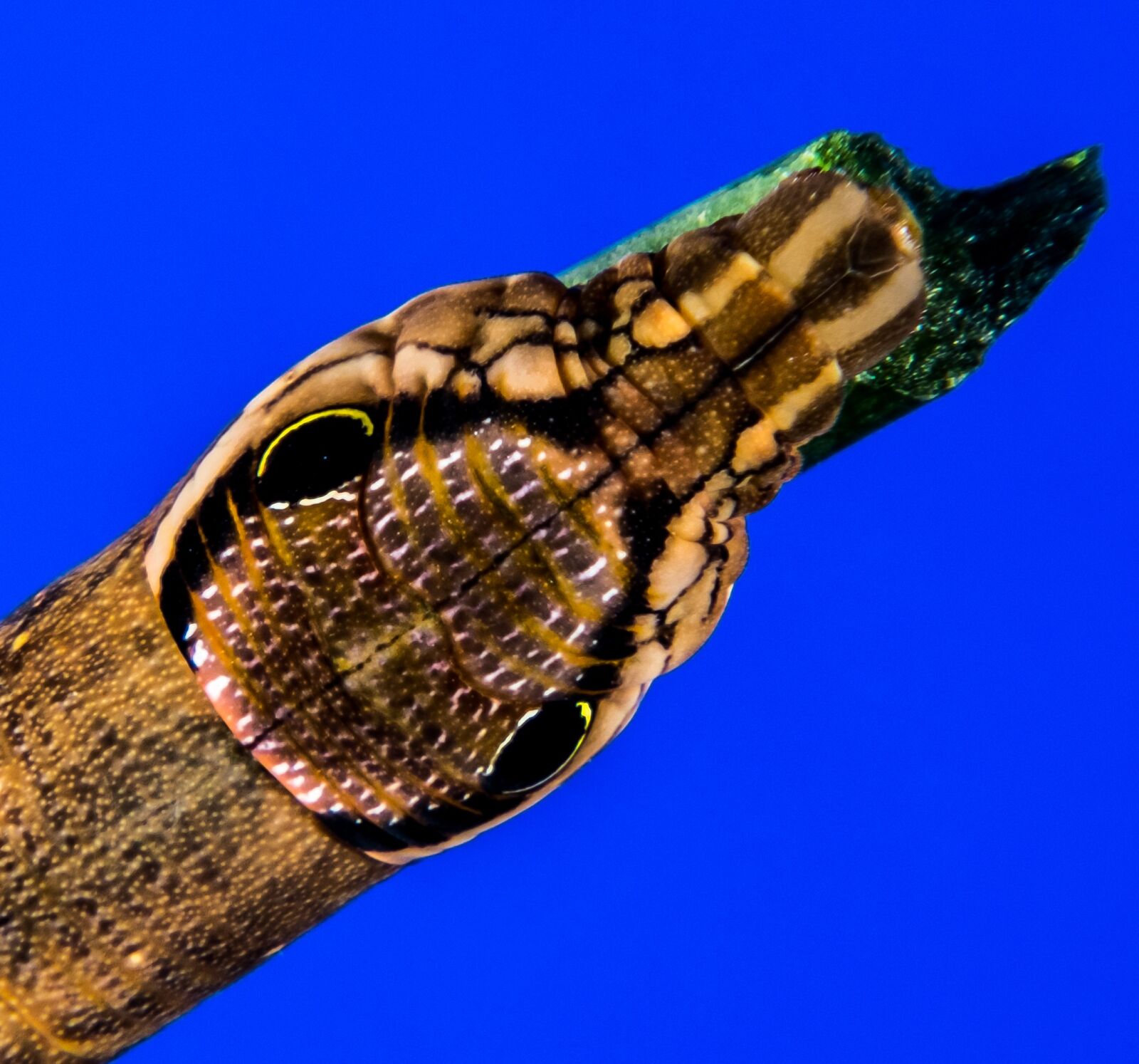 Fujifilm X-S1 sample photo. Caterpillar, brown, how a photography