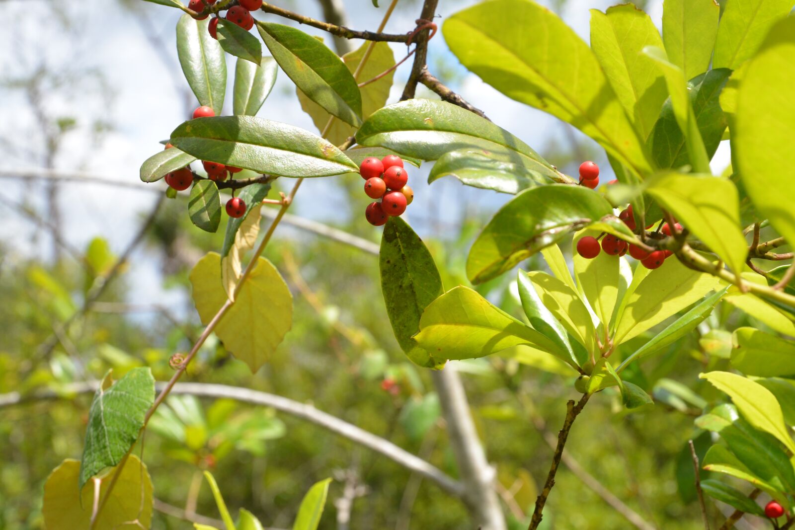 Nikon D600 sample photo. Red, berries, leaves photography