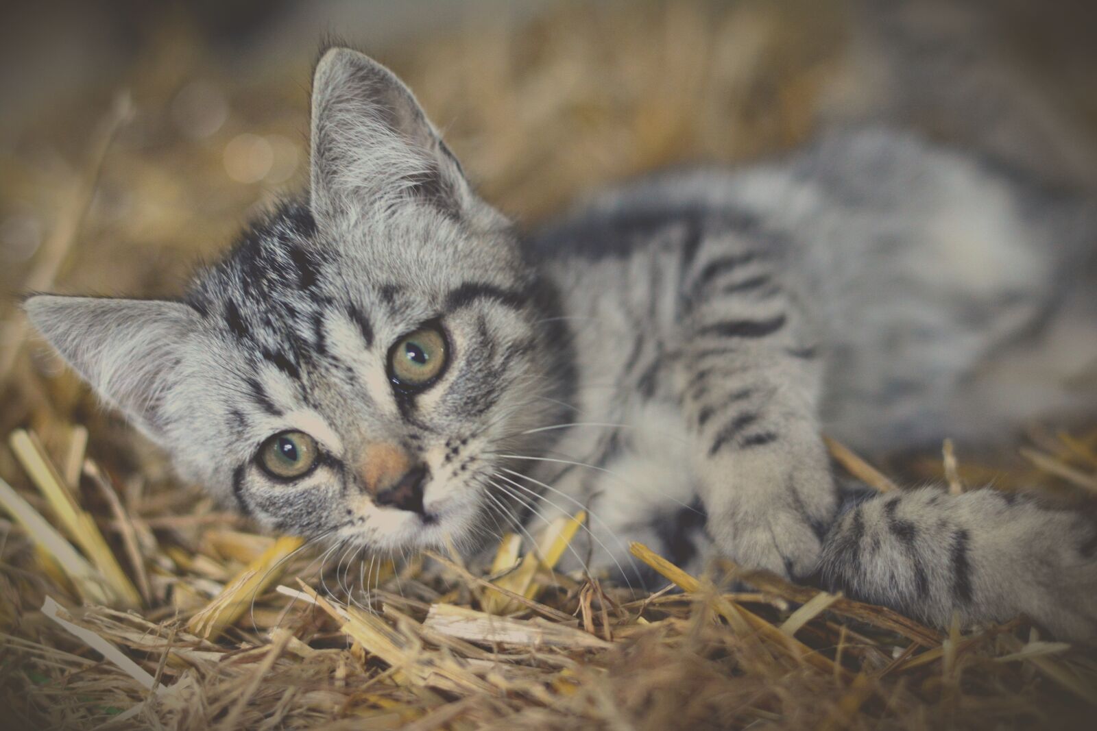 Nikon D5200 sample photo. Cat, young animal, kitten photography
