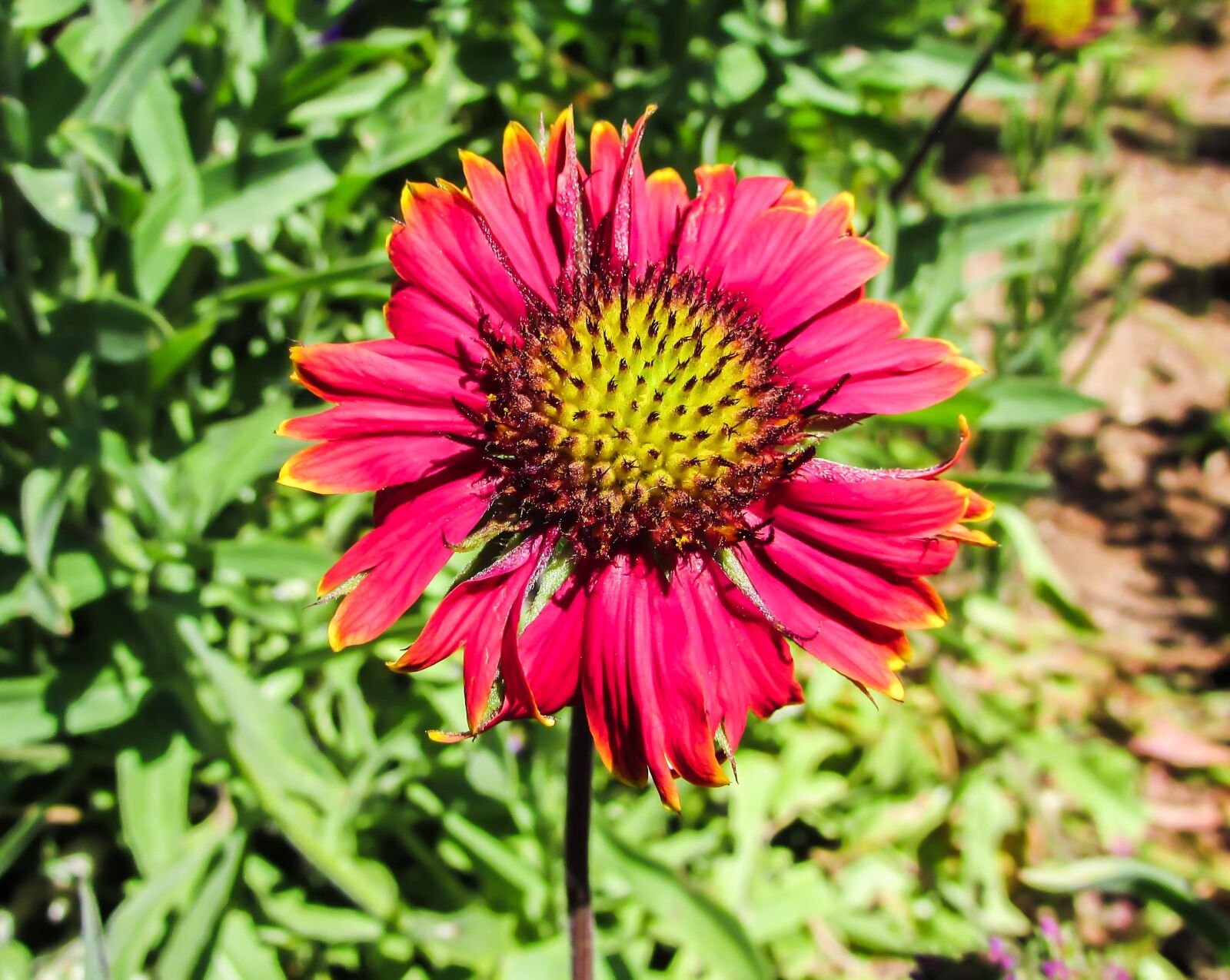 Canon PowerShot SX400 IS sample photo. Flower, garden, colorful photography
